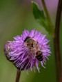 /album/bildgalleri-insekter-insects/honungsbi-jpg/